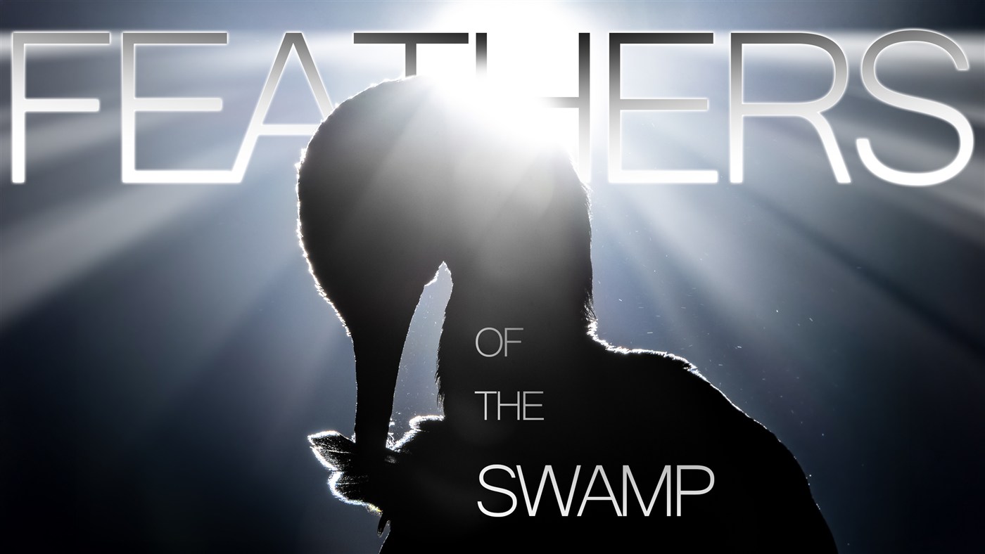 Feathers of the Swamp
