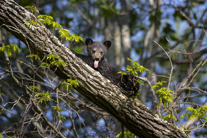 Black bear