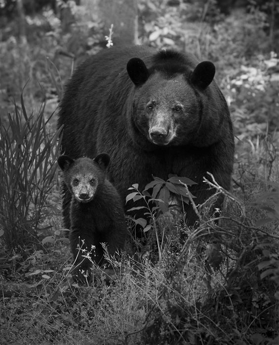 Black bear