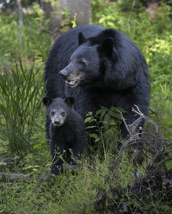 Black Bears, photo 7 of 7