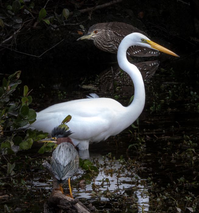 Wildlife in Florida