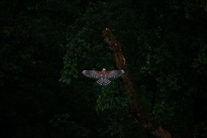 Hawks and Ospreys, photo 10 of 14