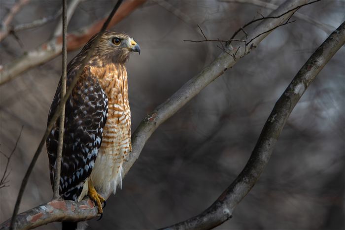 Hawks and Ospreys, photo 9 of 14