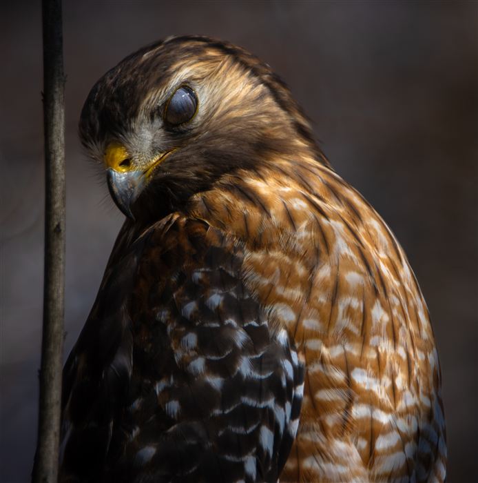 Hawks and Ospreys, photo 8 of 14