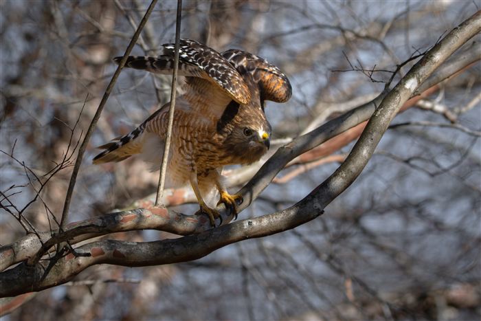 Hawks and Ospreys, photo 14 of 14