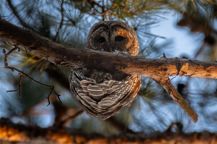 Barred owl looking down