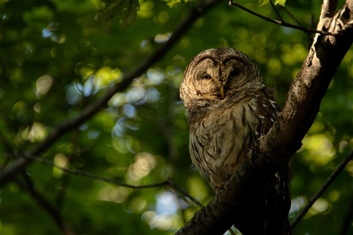 Barred owl at sunset