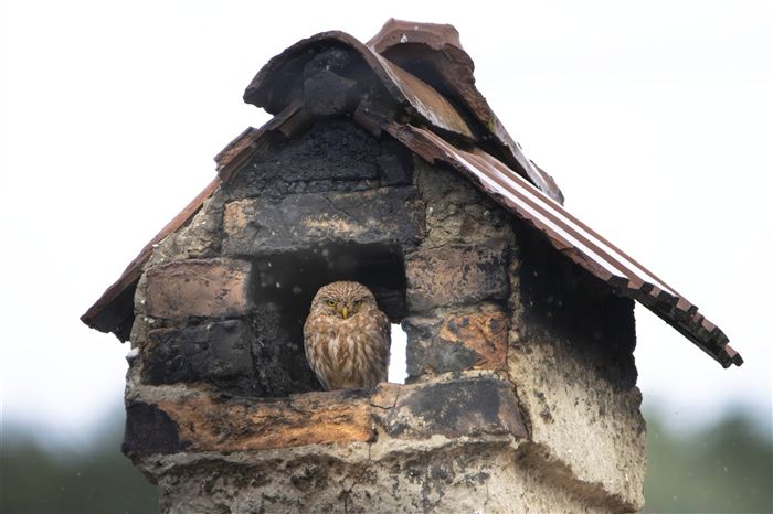 Owl in a chimney