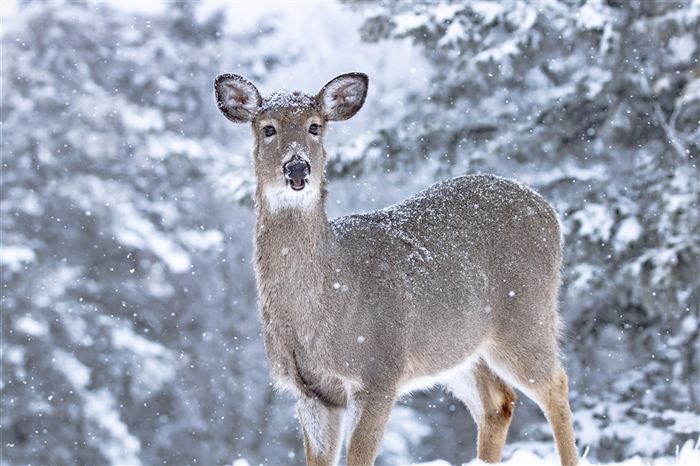 Deer in snow