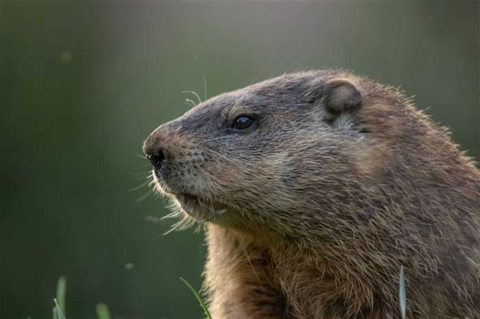 Groundhog