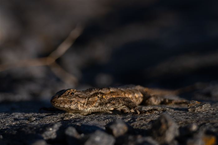 North Carolina, photo 10 of 21
