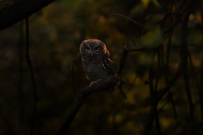 Owls, photo 13 of 16