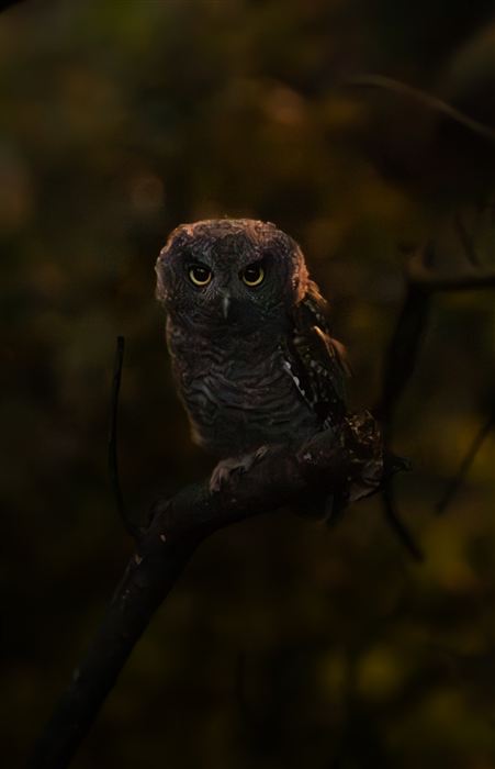 Owls, photo 14 of 16
