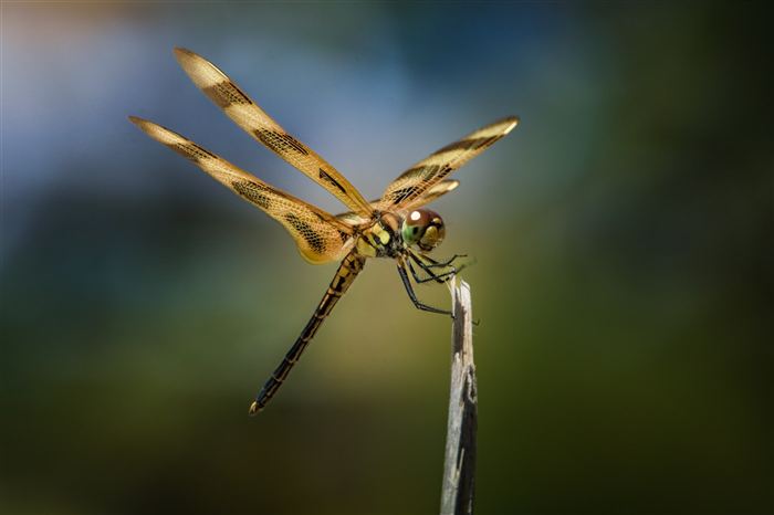 Photograph by Erik Vlad