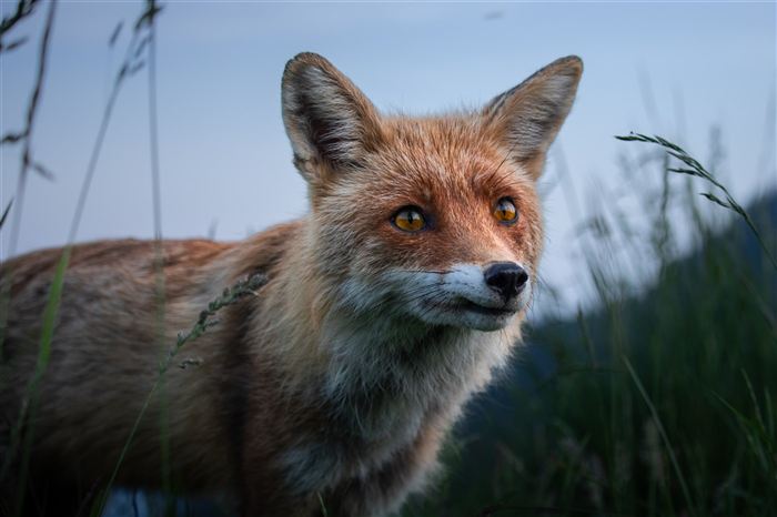 Foxes, photo 7 of 8