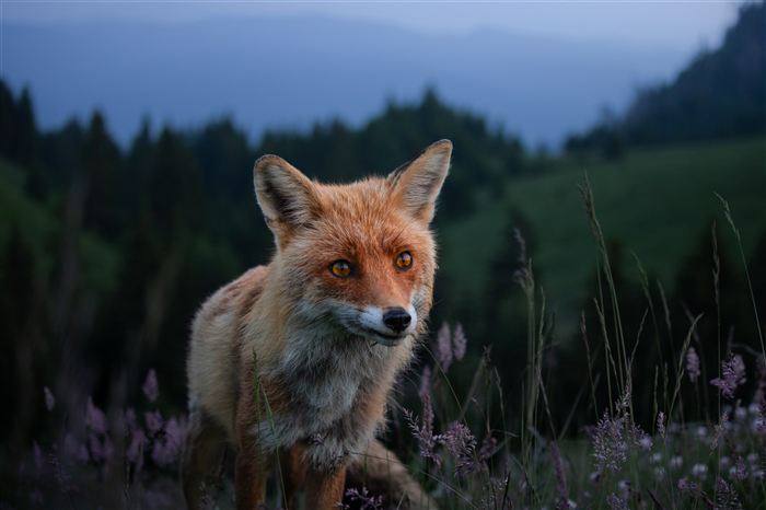 Photograph by Erik Vlad