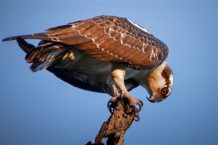 Hawks and Ospreys, photo 12 of 14
