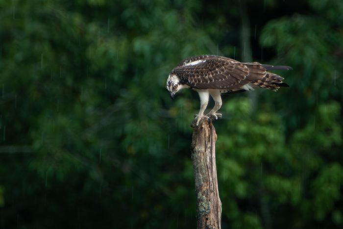 Hawks and Ospreys, photo 11 of 14