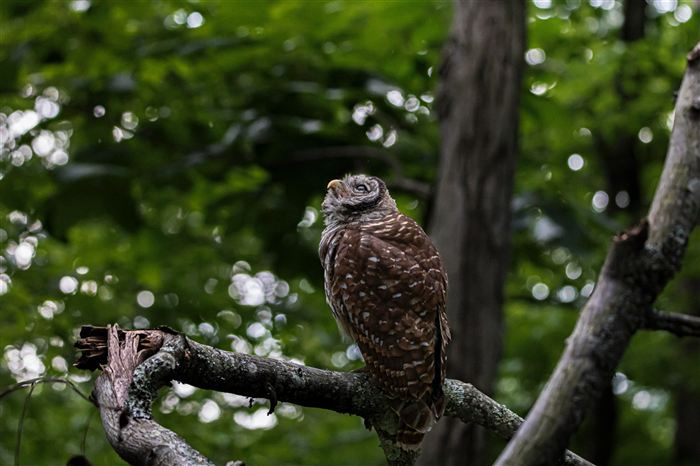 Owls, photo 11 of 16