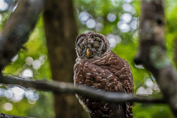 Owls, photo 12 of 16