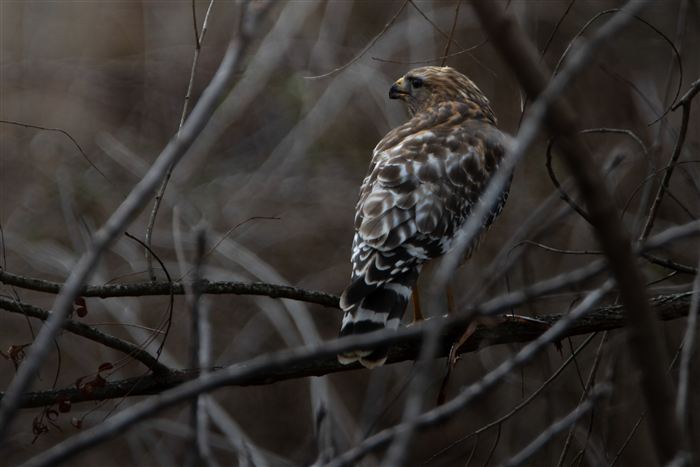 Hawks and Ospreys, photo 7 of 14