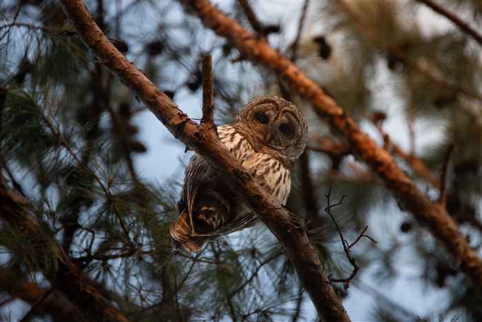 Owls, photo 15 of 16
