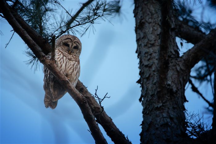 Owls, photo 16 of 16