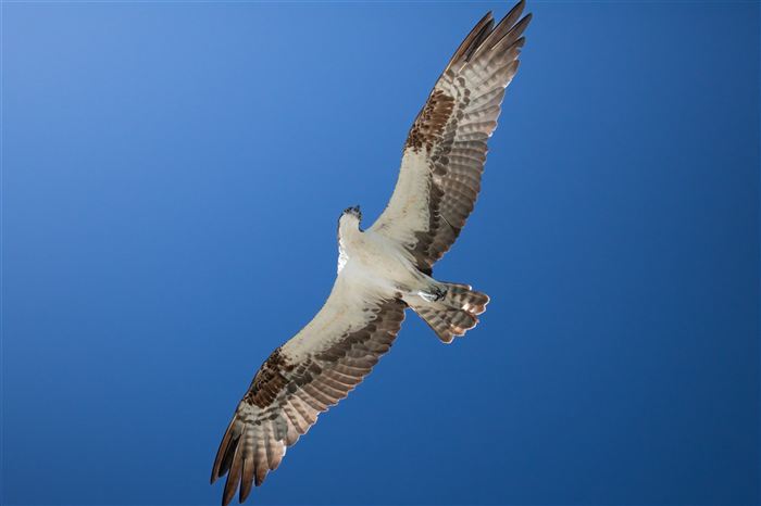 Hawks and Ospreys, photo 13 of 14