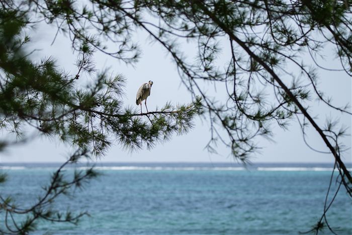 Grand Cayman, photo 7 of 8
