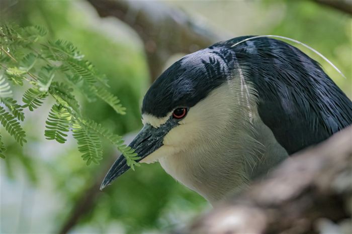 Night heron