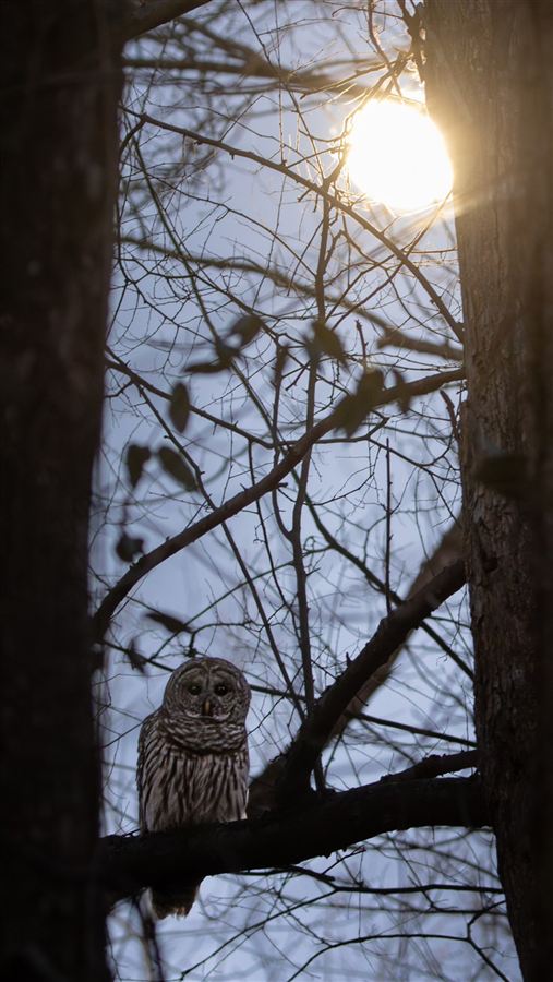 Owls, photo 7 of 16