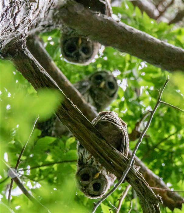 Three young owls