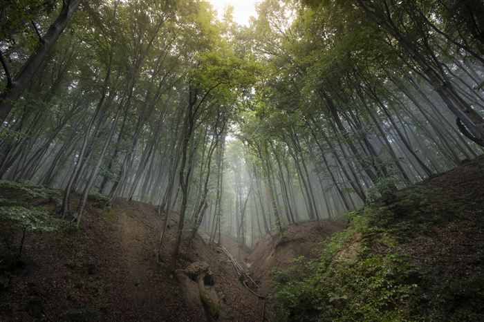 Forest in Romania