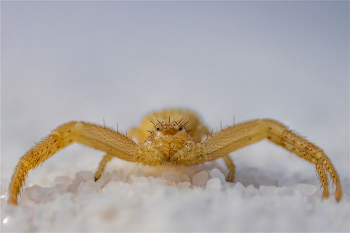 Small sand spider