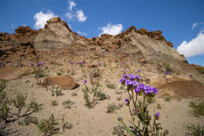 New Mexico, photo 25 of 40