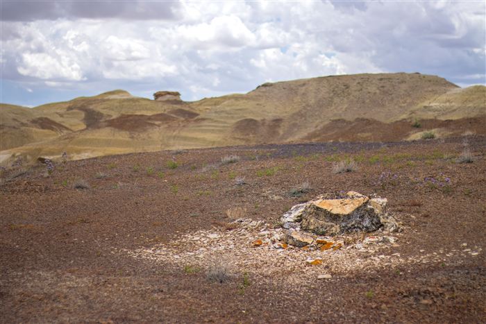 New Mexico, photo 35 of 40
