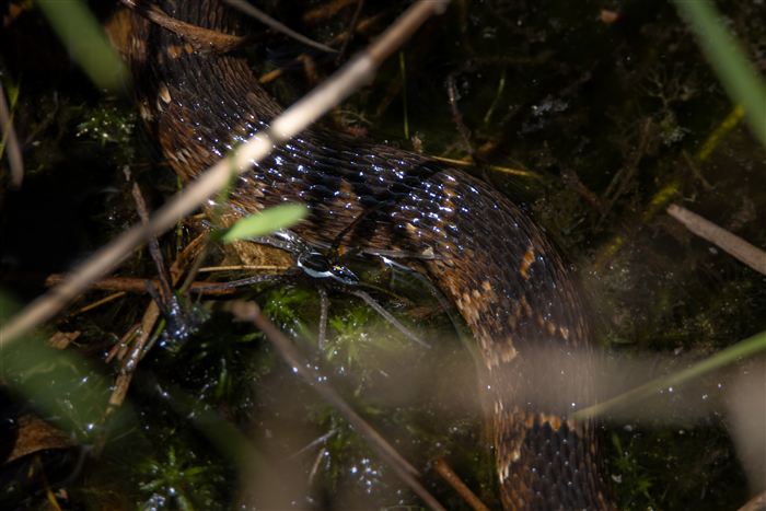 Okefenokee, photo 7 of 62