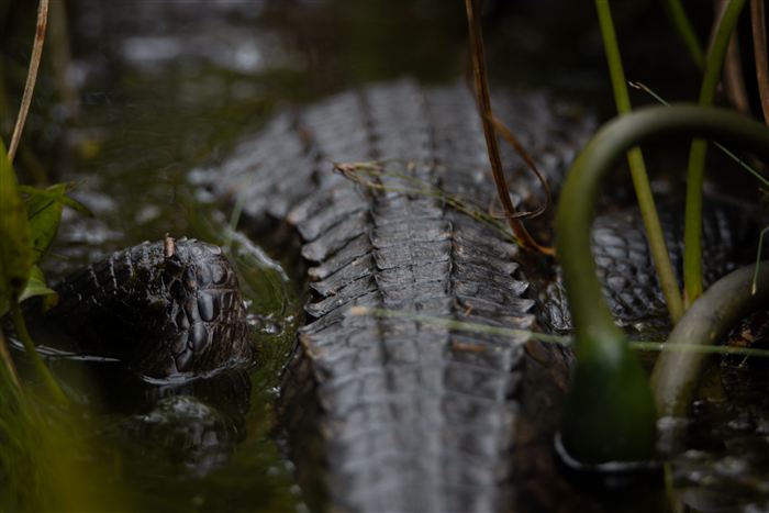 Okefenokee, photo 9 of 62