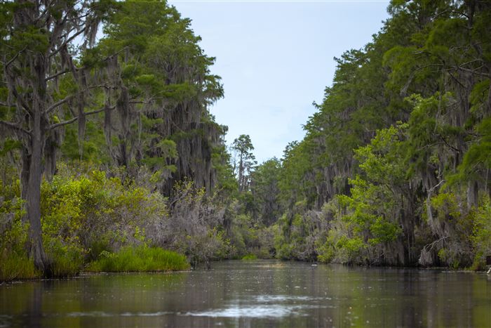 Okefenokee, photo 10 of 62