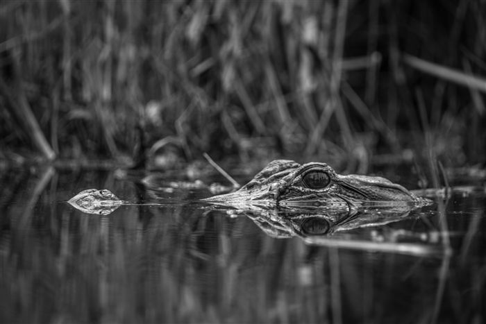 Okefenokee, photo 12 of 62