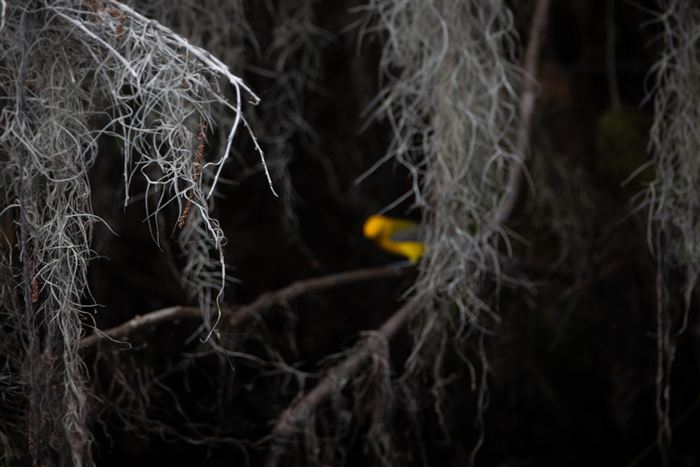 Okefenokee, photo 13 of 62