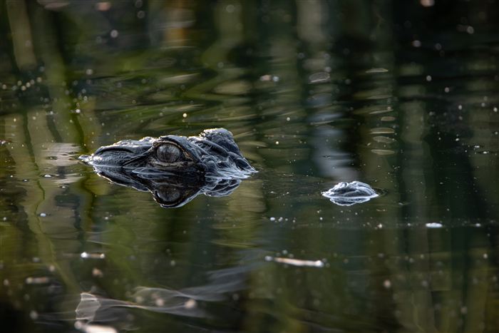 Okefenokee, photo 16 of 62