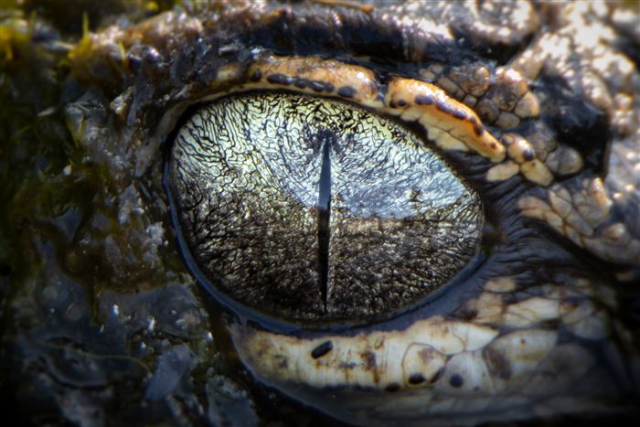 Okefenokee, photo 11 of 62
