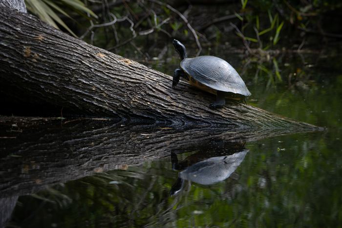 Okefenokee, photo 17 of 62