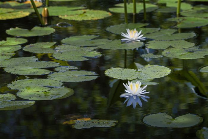 Okefenokee, photo 18 of 62