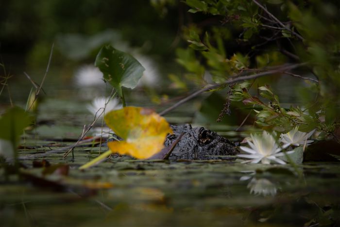 Okefenokee, photo 20 of 62