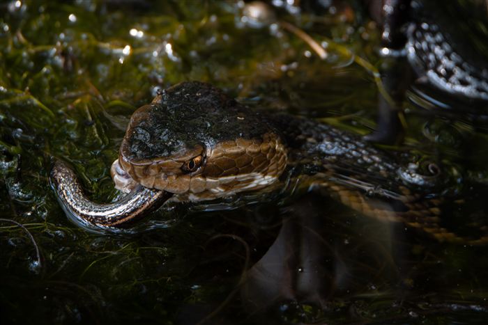 Okefenokee, photo 25 of 62
