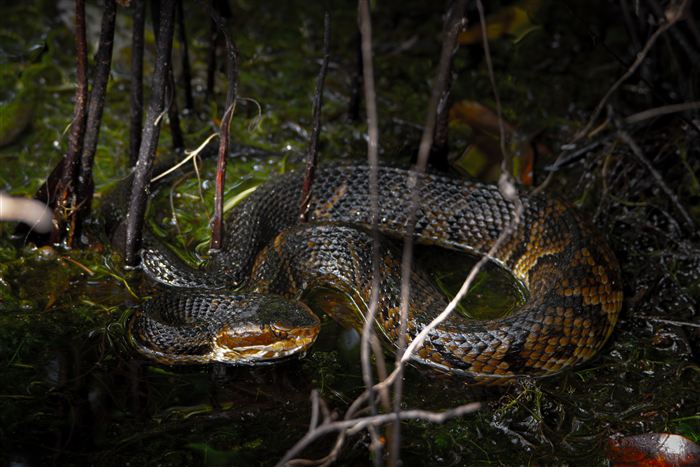 Okefenokee, photo 26 of 62