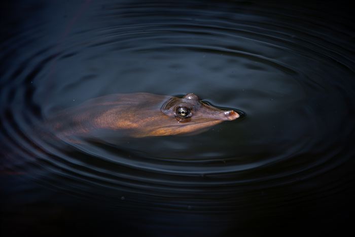 Okefenokee, photo 40 of 62