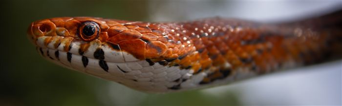 Okefenokee, photo 43 of 62